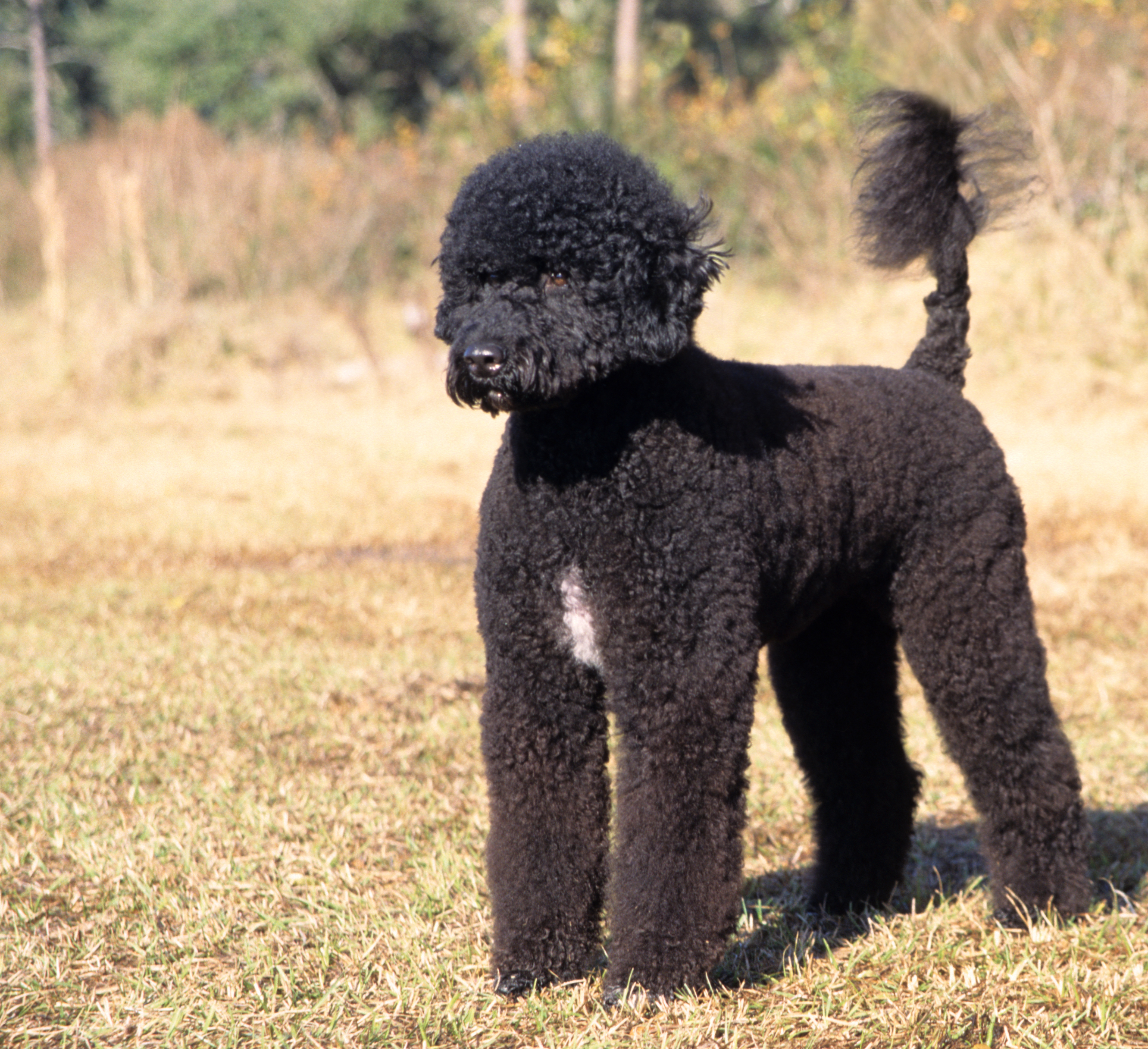 portuguese water dogs portuguese water dogs