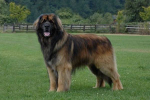 Leonberger store malamute mix