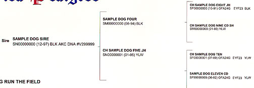 Detail section of an AKC Certified Pedigree