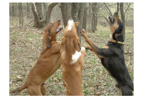 American Leopard Hound - American Kennel Club