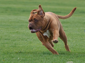 akc dogue de bordeaux puppies for sale