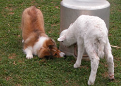 akc herding titles