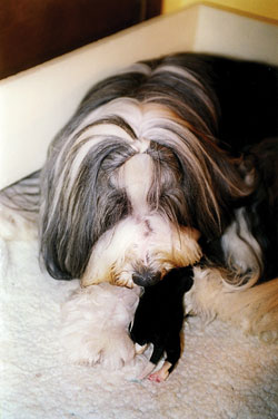 Bearded Collies