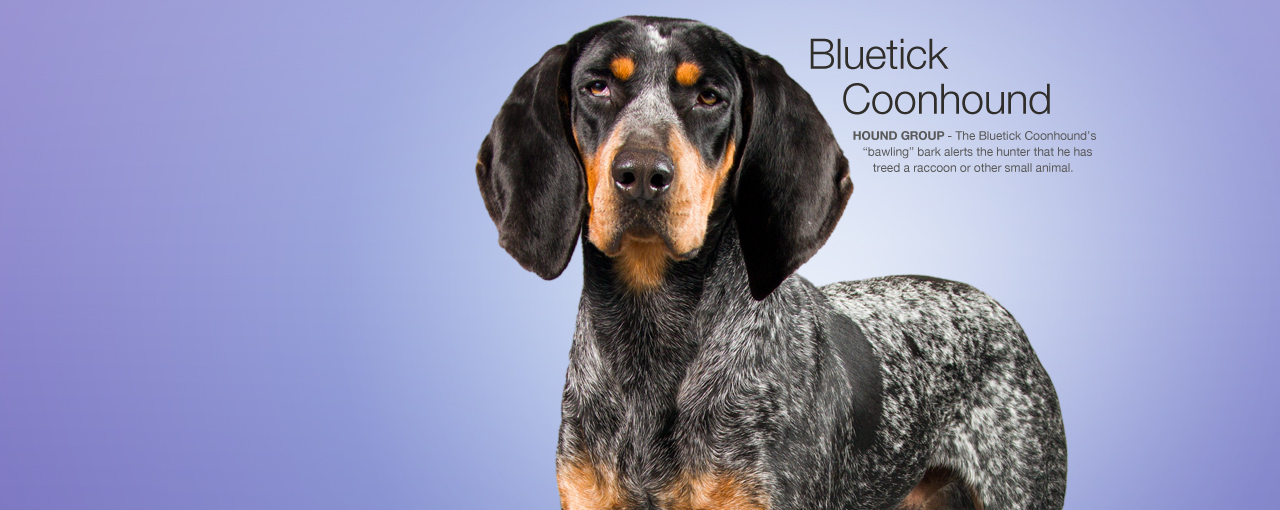 American kennel club the dog s champion american kennel club