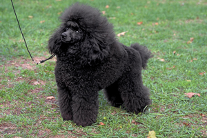 small dog breeds american kennel club
